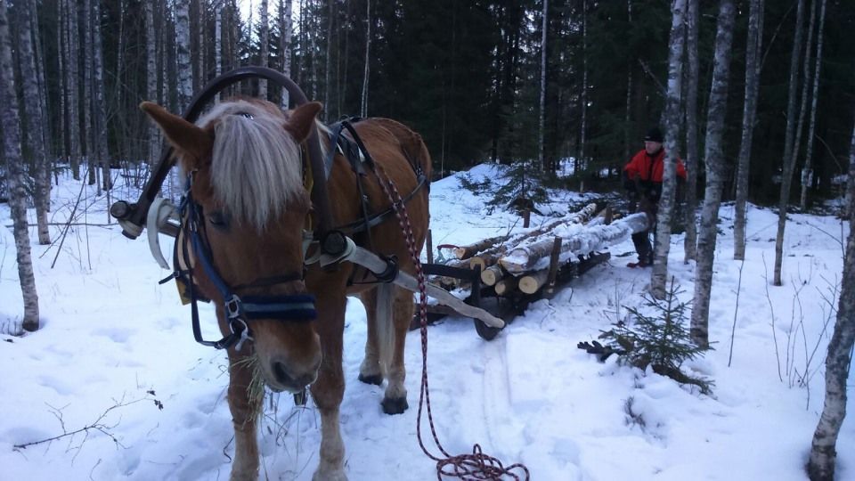 Tmi Mikko Rämö