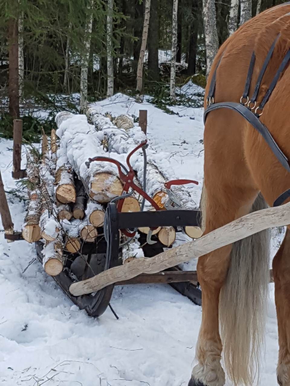 Tmi Mikko Rämö
