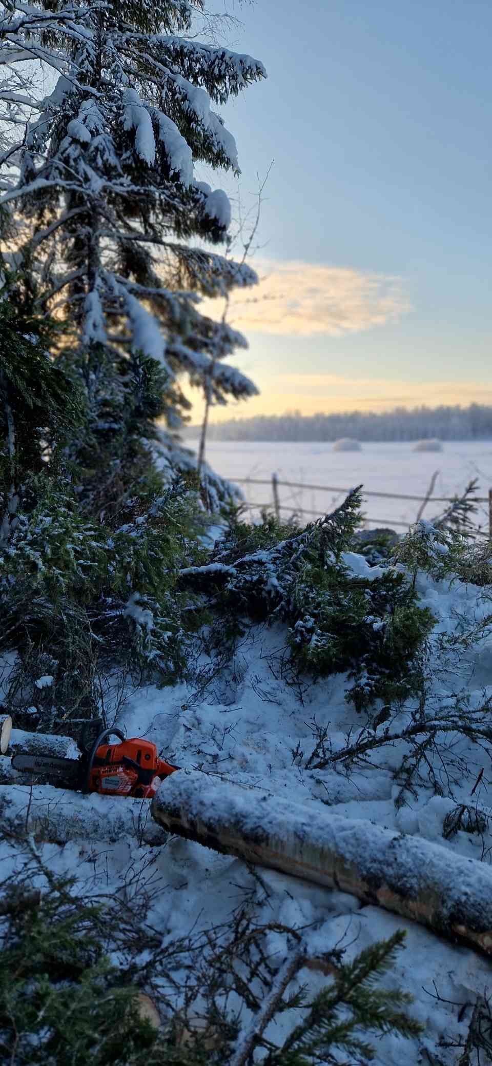 Tmi Mikko Rämö