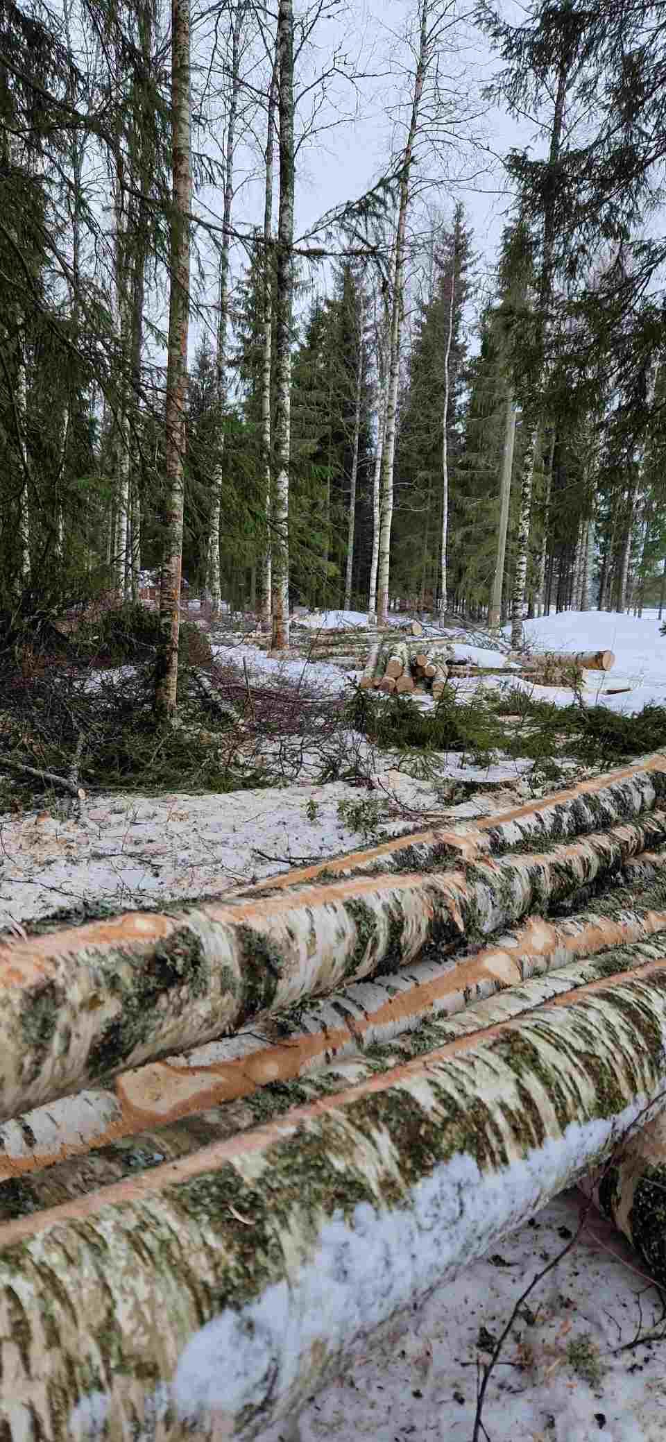 Tmi Mikko Rämö