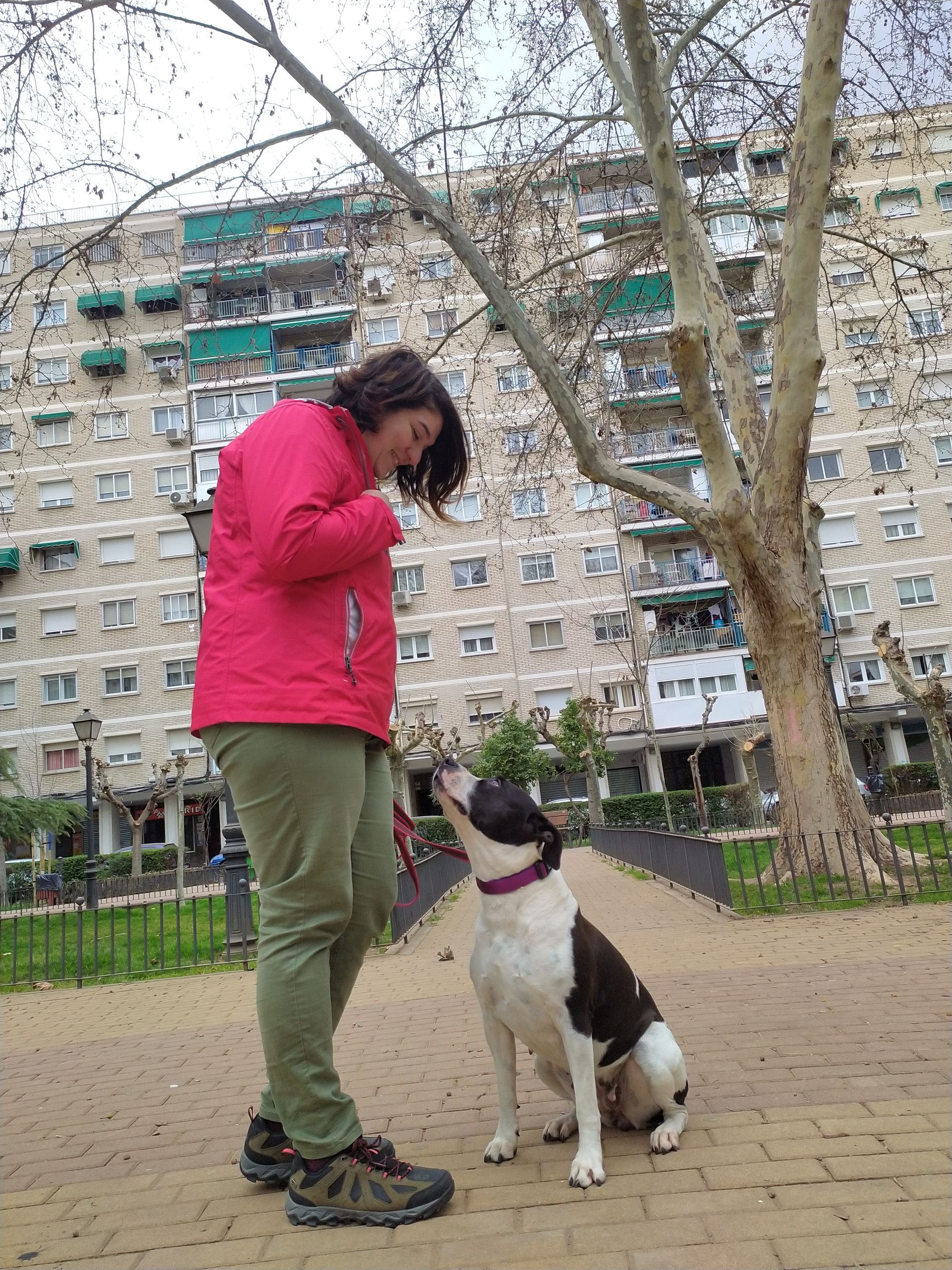 Una mujer con chaqueta rosa entrena a un perro en un parque urbano. El perro está sentado, con la cabeza inclinada hacia la mujer.