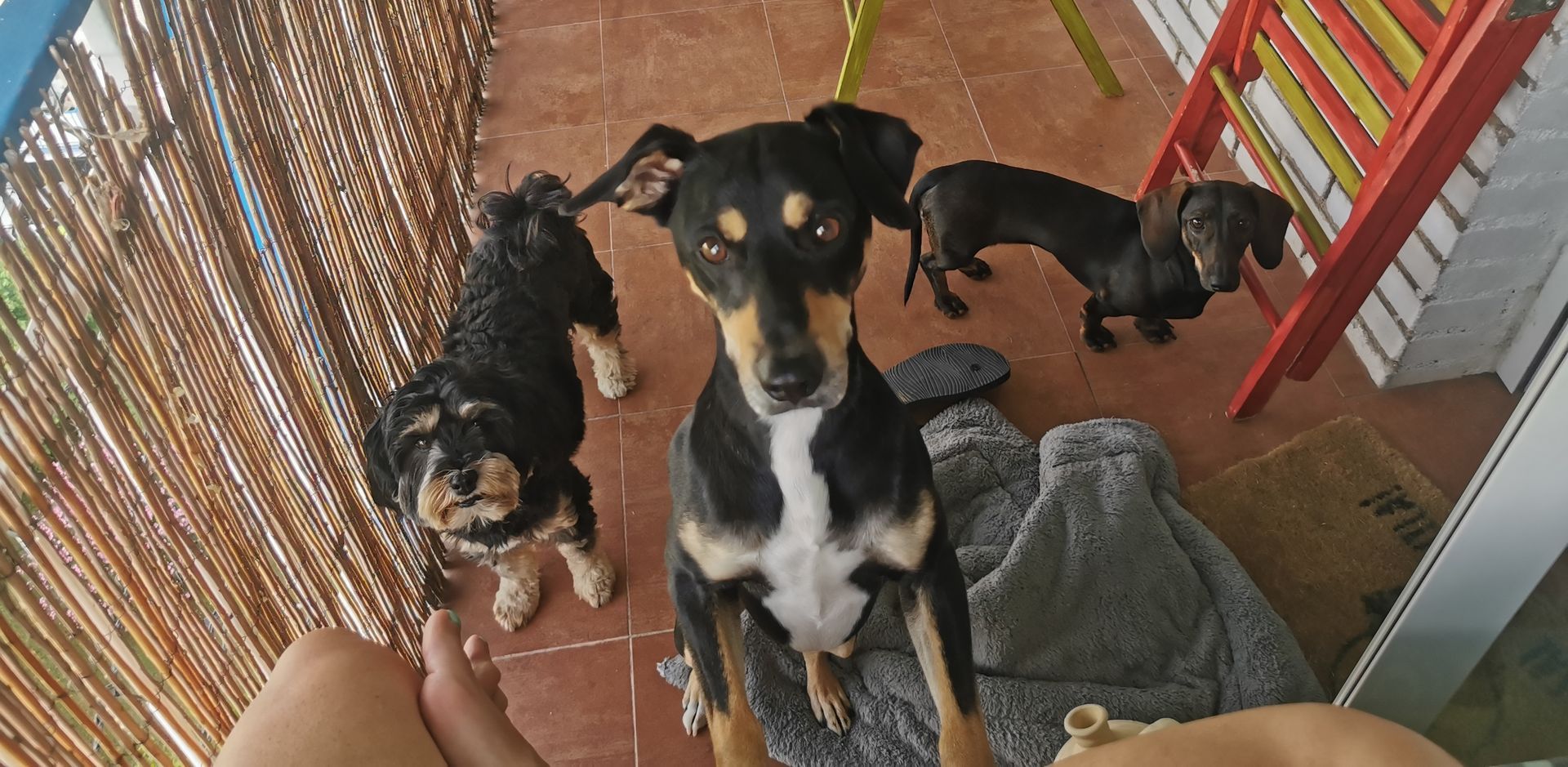 Cuatro perros mirando hacia arriba, incluido un perro salchicha, con una cerca de bambú y escaleras de colores.