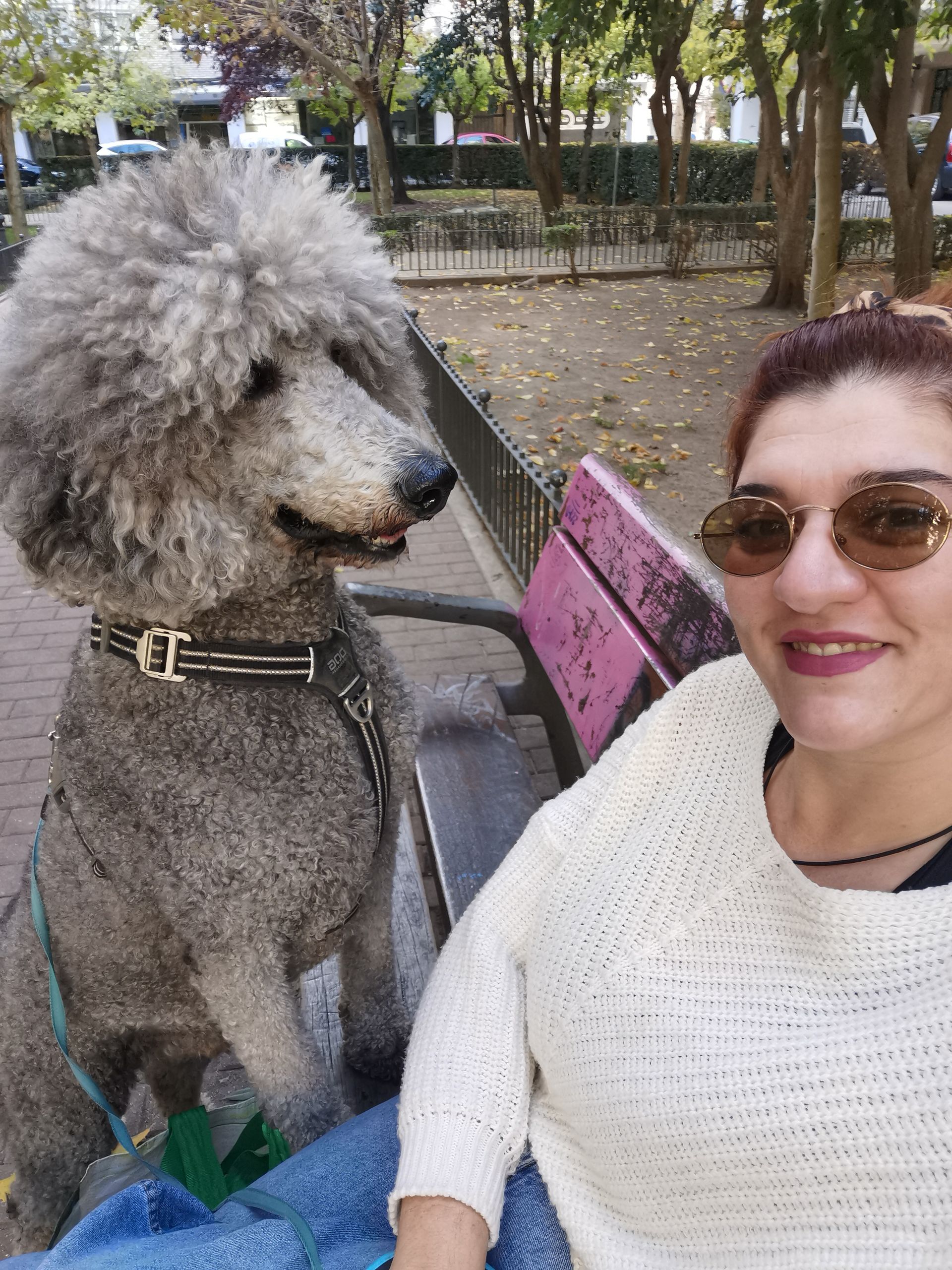 Una mujer y un gran caniche gris sentados en un banco del parque. El perro lleva un arnés y mira hacia la izquierda.