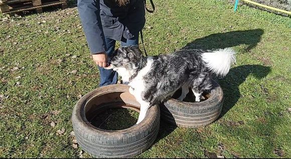 Cuatro perros mirando hacia arriba, incluido un perro salchicha, con una cerca de bambú y escaleras de colores.