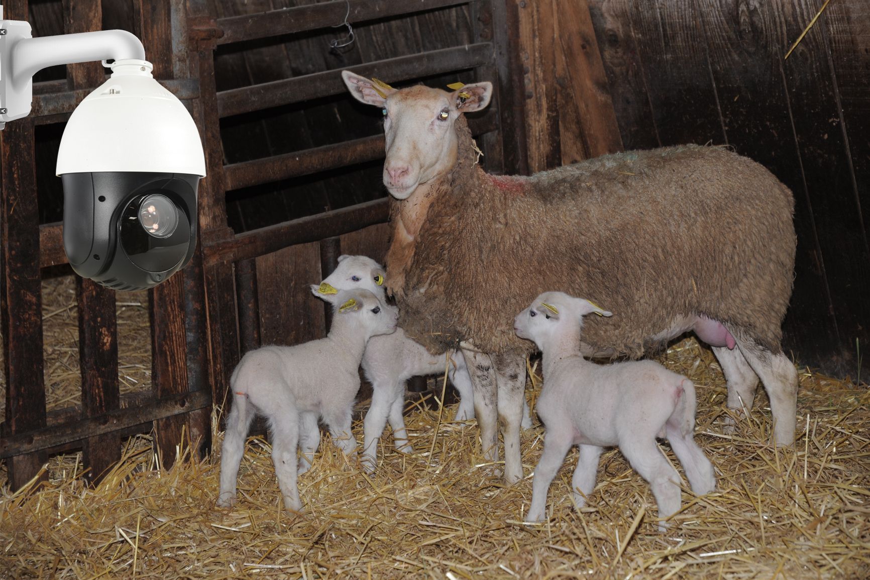 Étable avec des moutons sous la protection d'une caméra de surveillance