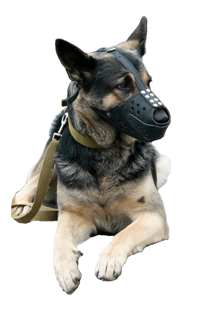 Chien pour la sécurité avec une muselière