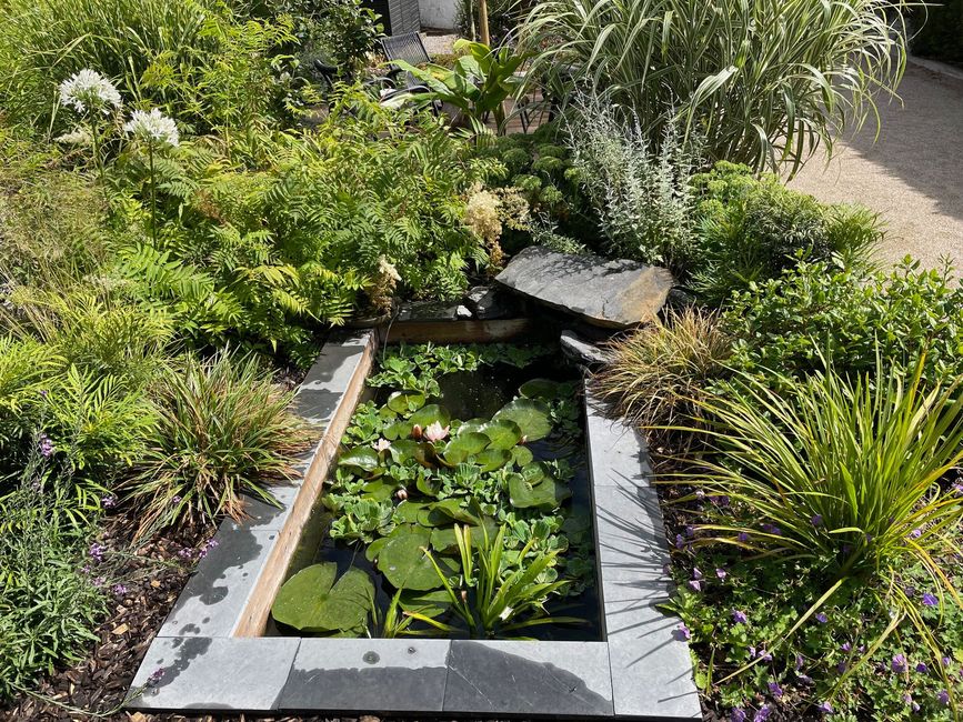 Bassin avec plantes aquatiques dont des nénuphars