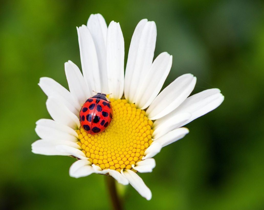 Marguerite avec coccinelle
