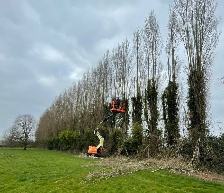 Taille de peupliers avant travaux