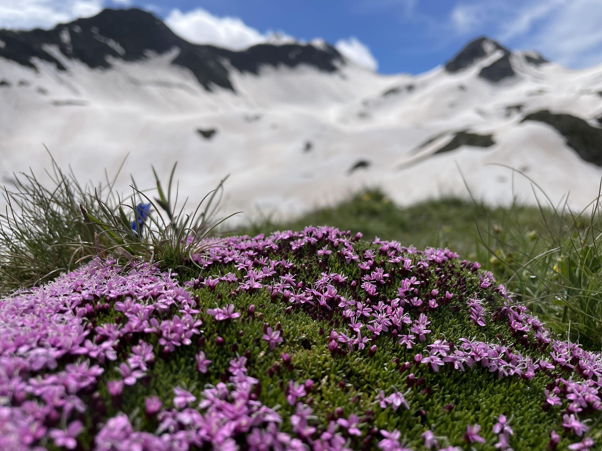 des fleurs devant une montagne enneigée