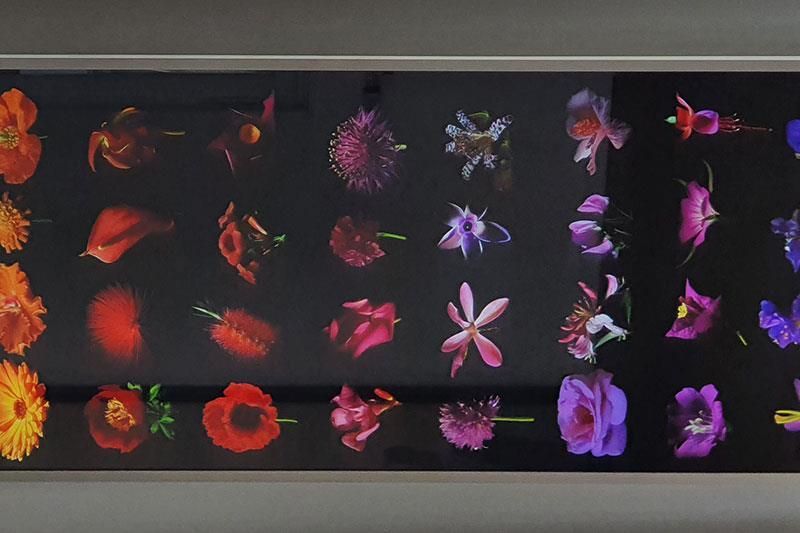 Ein Blumenstrauß auf schwarzem Hintergrund