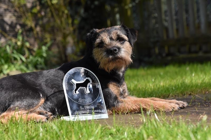 Ein Hund liegt im Gras neben einer Trophäe.