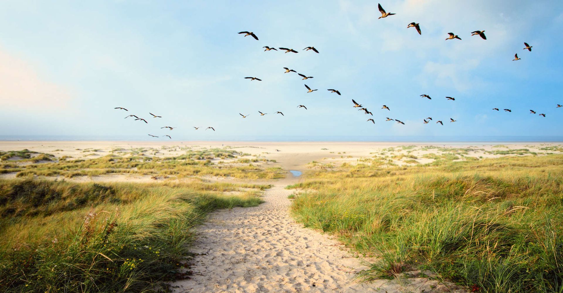 Foto: Nordsee mit Blick aufs Meer und Vögeln