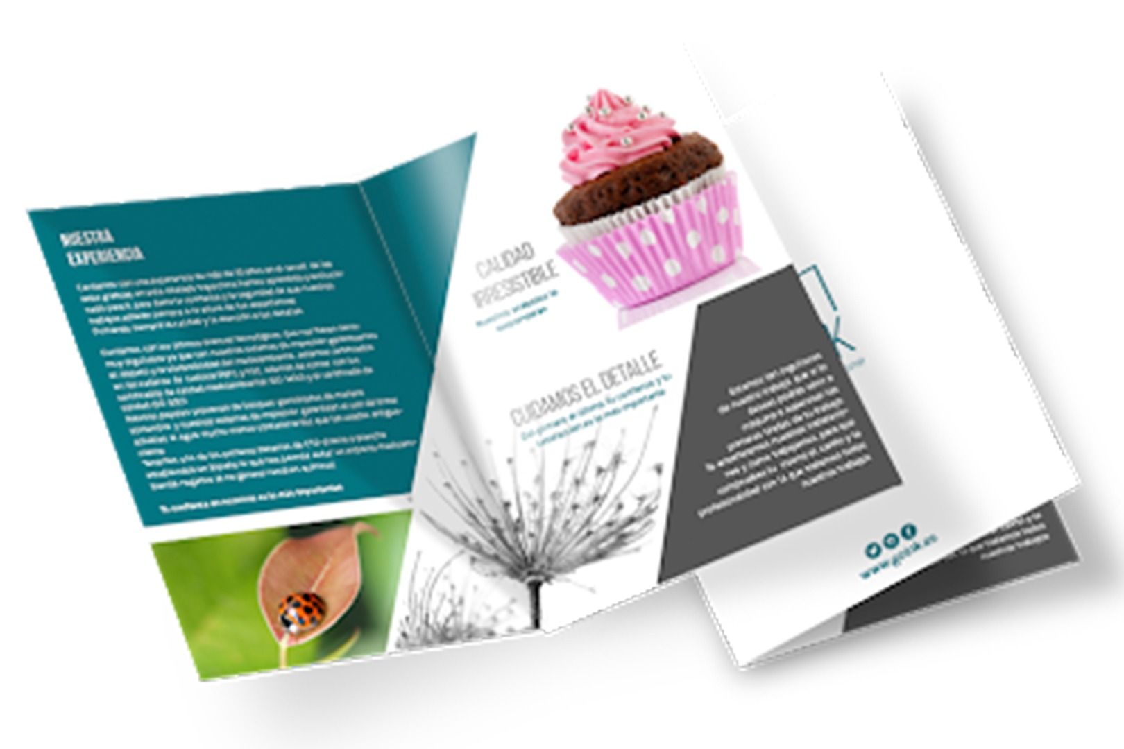 Un folleto con una imagen de una magdalena y una mariquita.