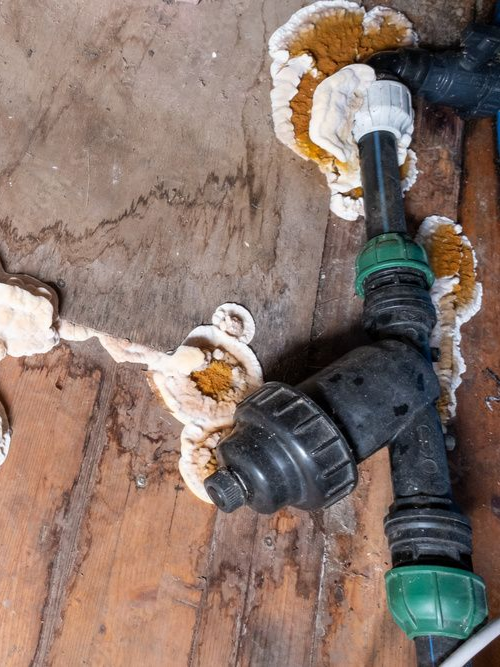 Présence du mérule sur un parquet le long d'une canalisation
