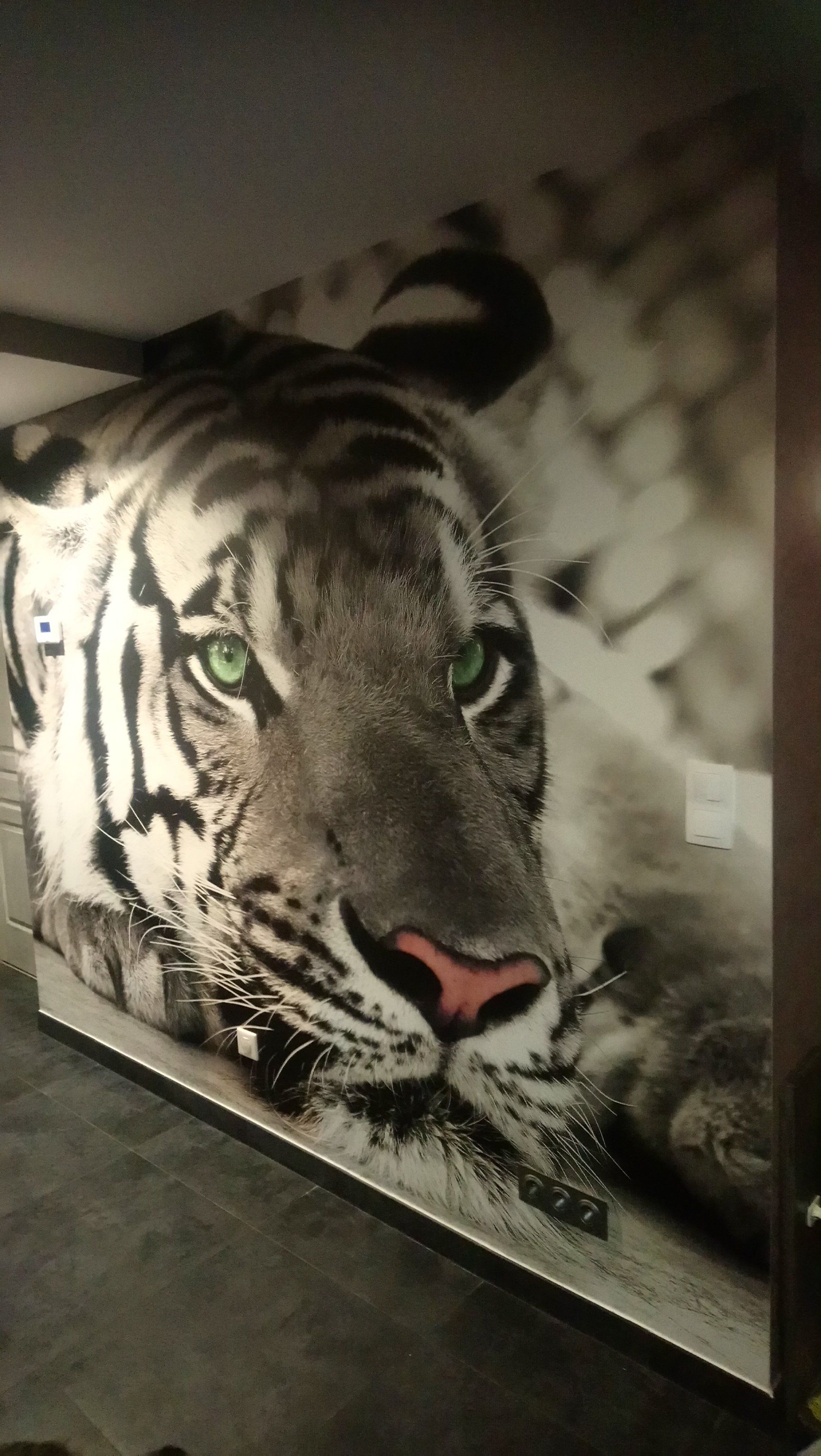 Pose d'un poster de tigre