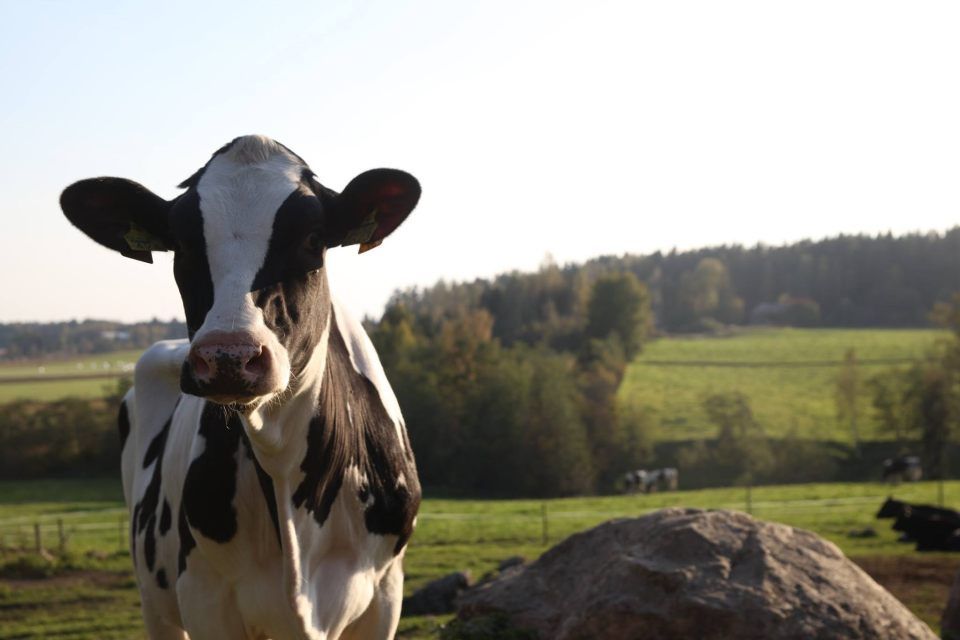 Tuotantoeläinlääkäripalvelu Lehmälääkärit.com Oy