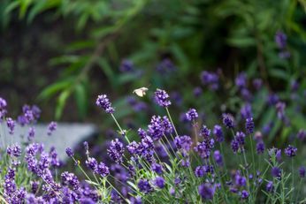 Blühender Lavendel