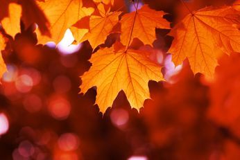 Orangefarbene Blätter im Herbst