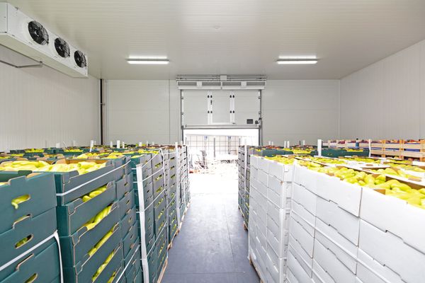 Une chambre froide contenant des cagettes de fruits