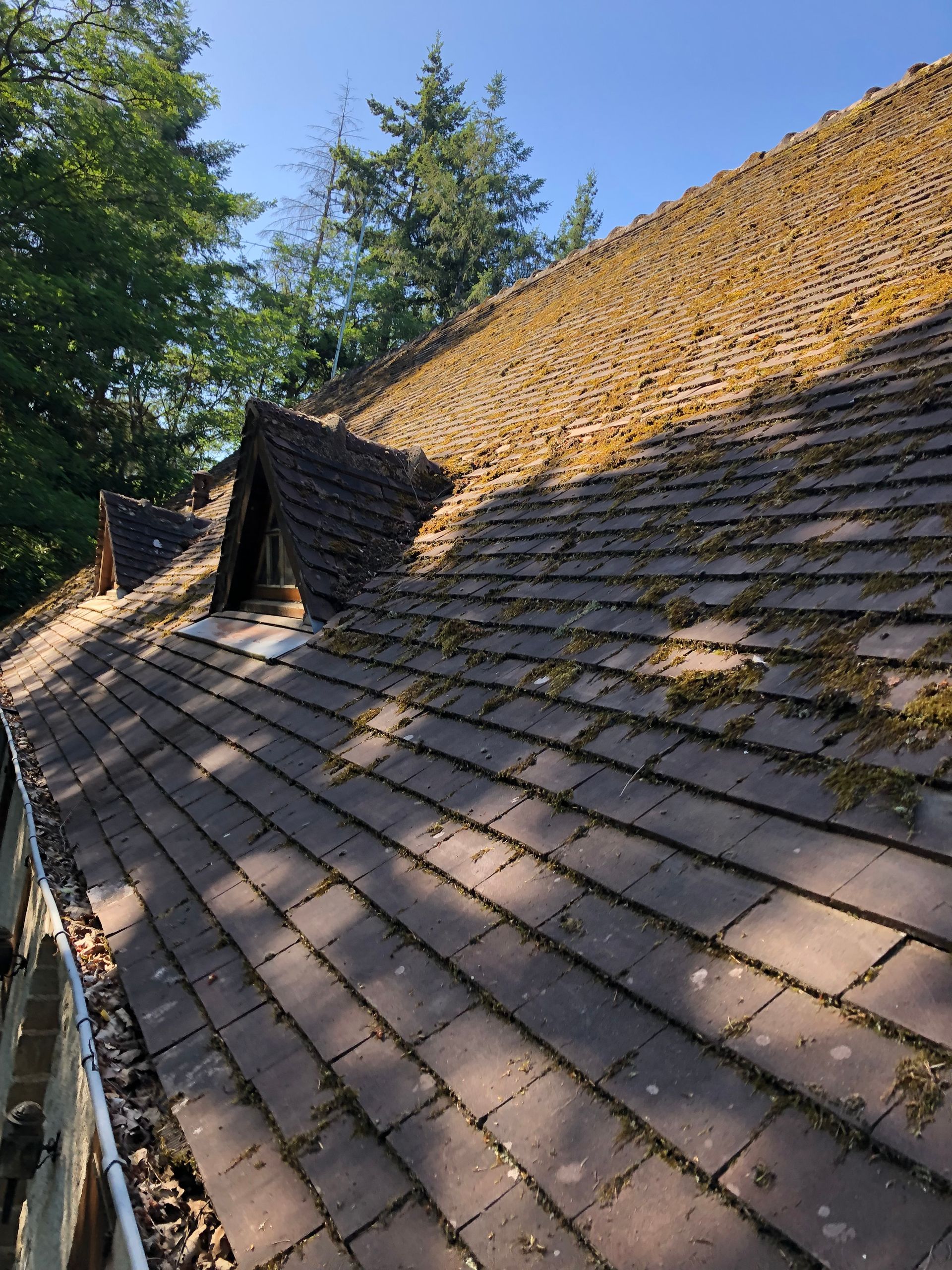 Toit plein de mousses