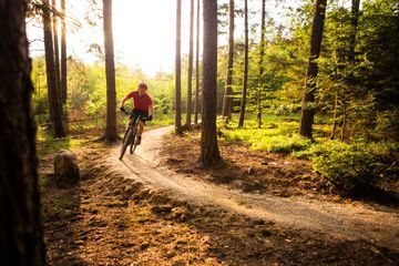 Fahrrad im Wald
