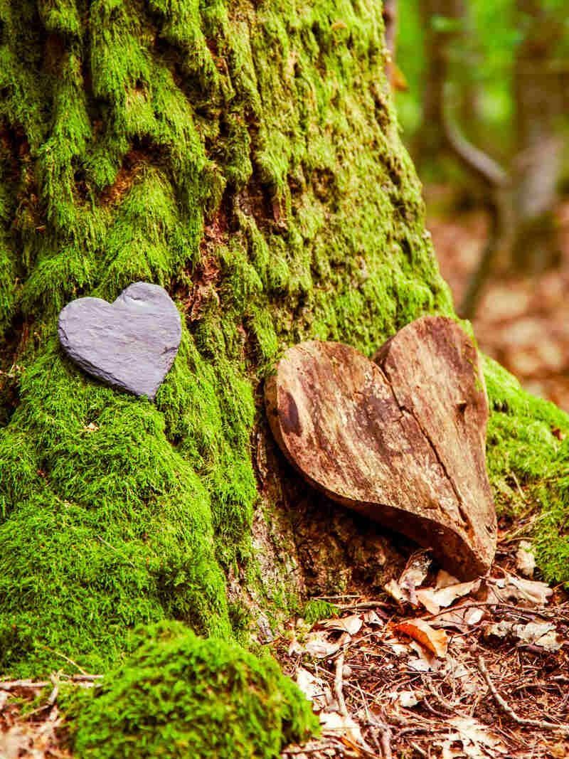 An der Seite eines moosbewachsenen Baumes liegt ein herzförmiger Stein.