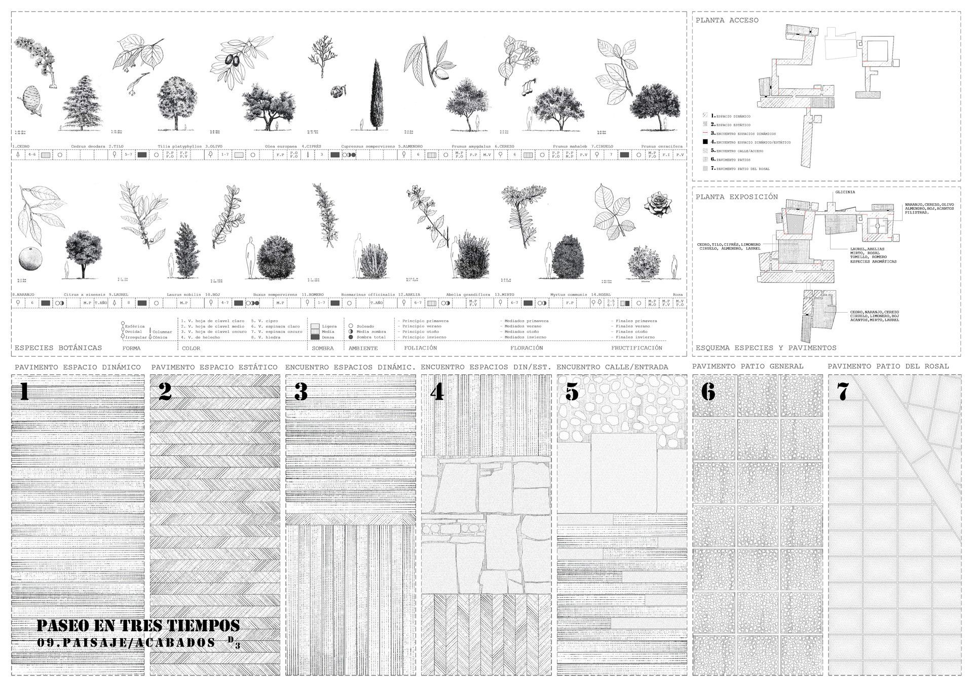 Un dibujo en blanco y negro de árboles y plantas sobre un fondo blanco.