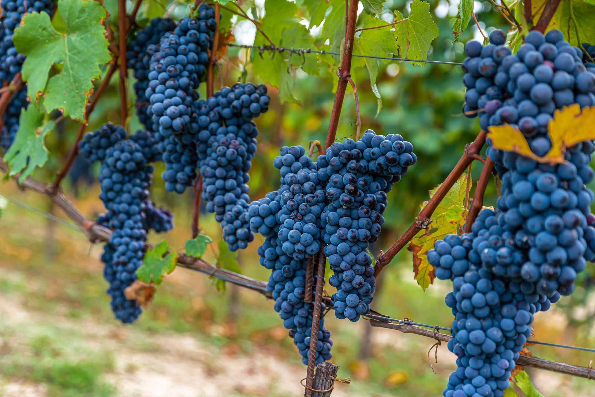Raisin production de vin