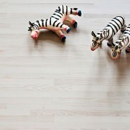 Dos cebras disecadas están sentadas en un piso de madera.