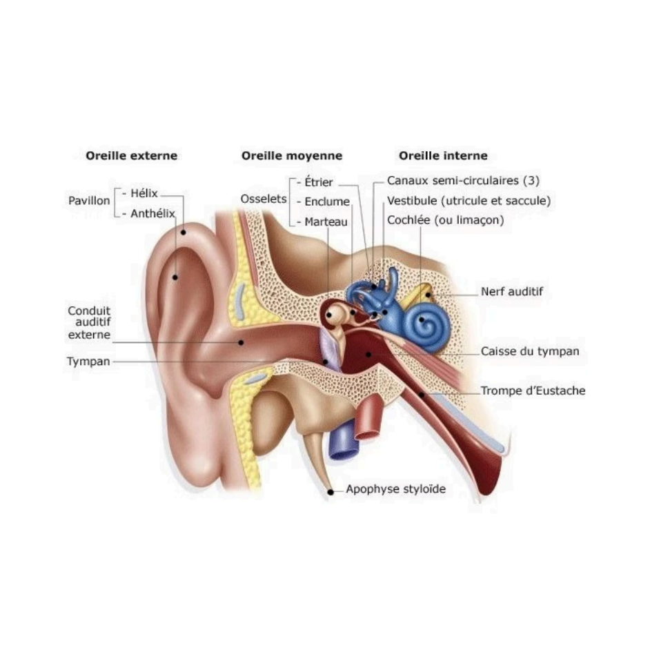 Schéma de l'anatomie de l'oreille humaine