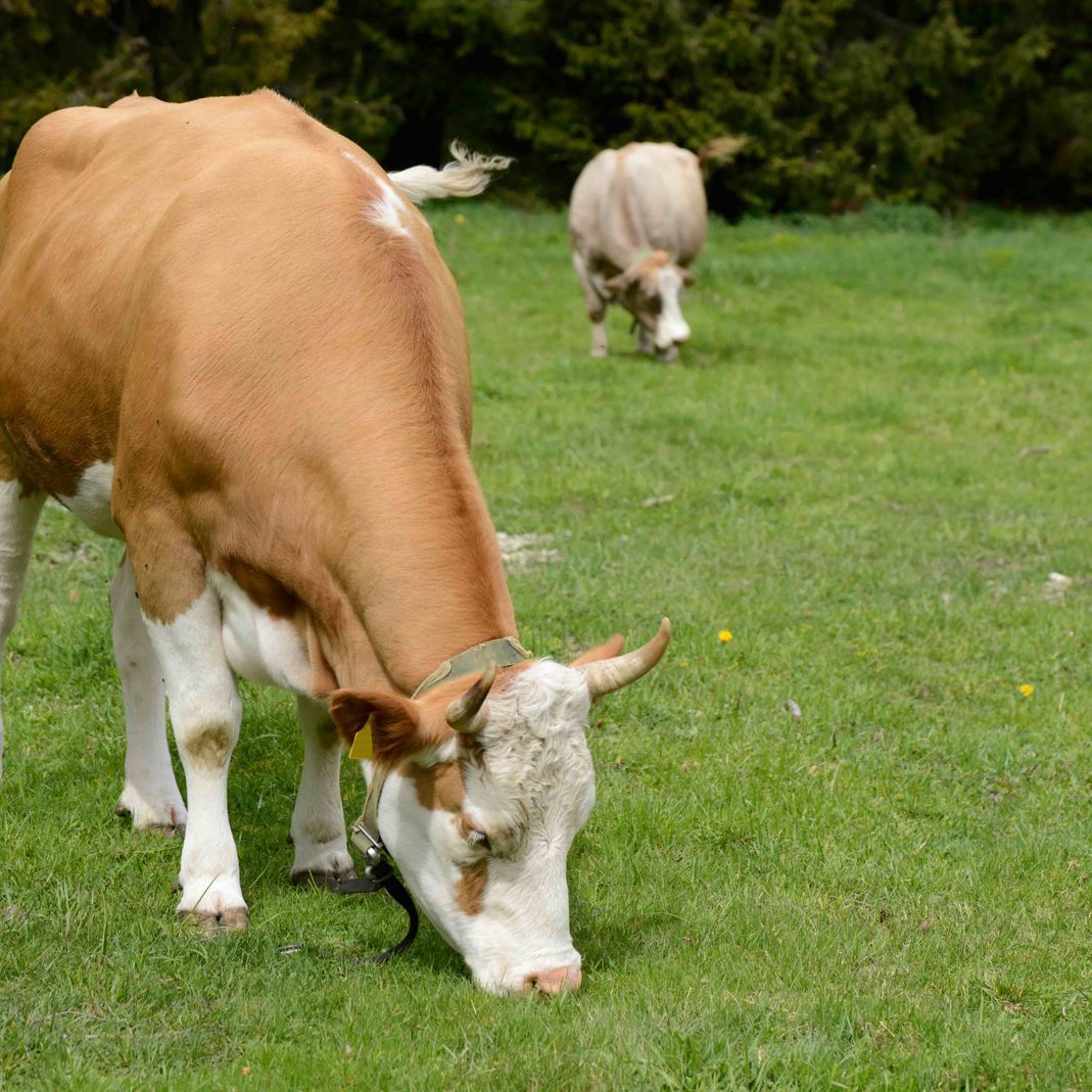 Fromagerie Vaucher - gruyère AOP et vacherin fribourgeois AOP – préparation pour fondue