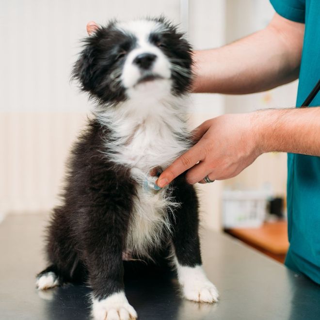 Un veterinario con bata azul examina a un cachorro peludo blanco y negro sobre una mesa de exploración utilizando un estetoscopio.