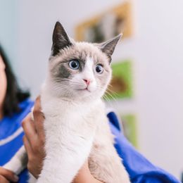 Una persona con una bata azul de uniforme médico sostiene un gato blanco y gris con llamativos ojos azules que parece ligeramente sorprendido.