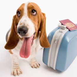 Un perro Basset Hound con la lengua fuera se encuentra junto a una pequeña maleta azul con un pasaporte rojo encima, sobre un fondo blanco.