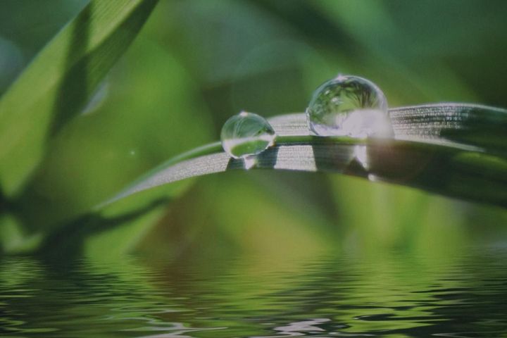 Eine Nahaufnahme einer Pflanze mit Wassertropfen darauf.