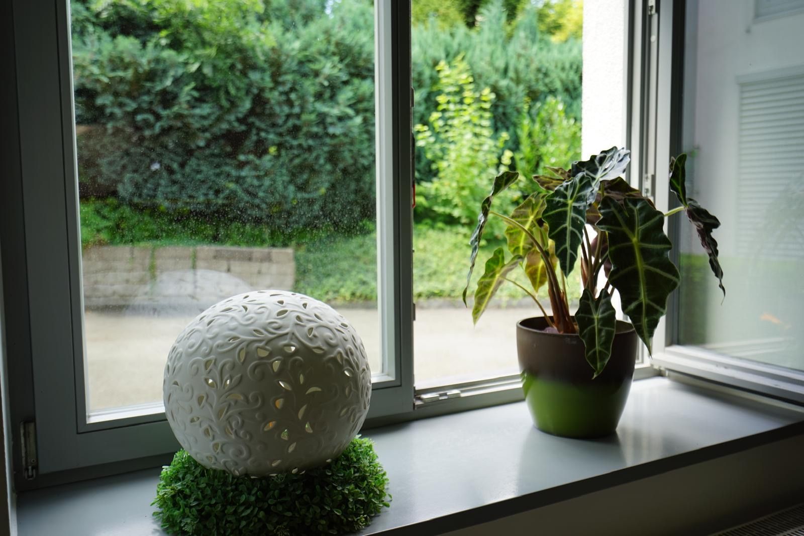Eine Topfpflanze steht neben einem weißen Ball auf einem Fensterbrett.