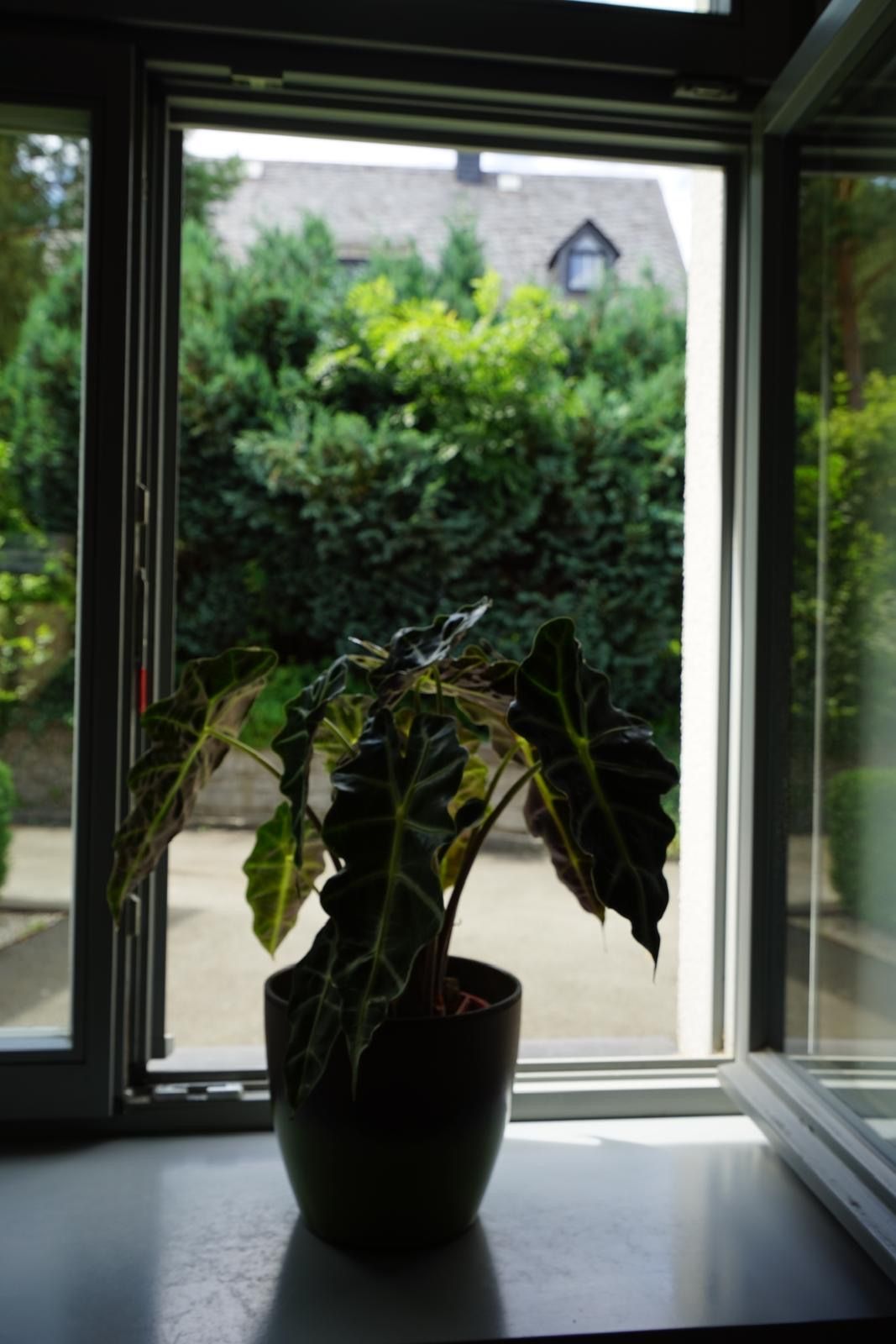 Eine Topfpflanze steht auf einer Fensterbank vor einem offenen Fenster