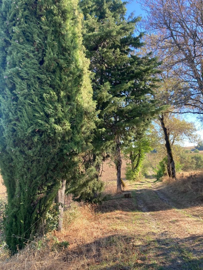 De grands cyprès verts bordent un chemin herbeux et sec dans un paysage rural ensoleillé.