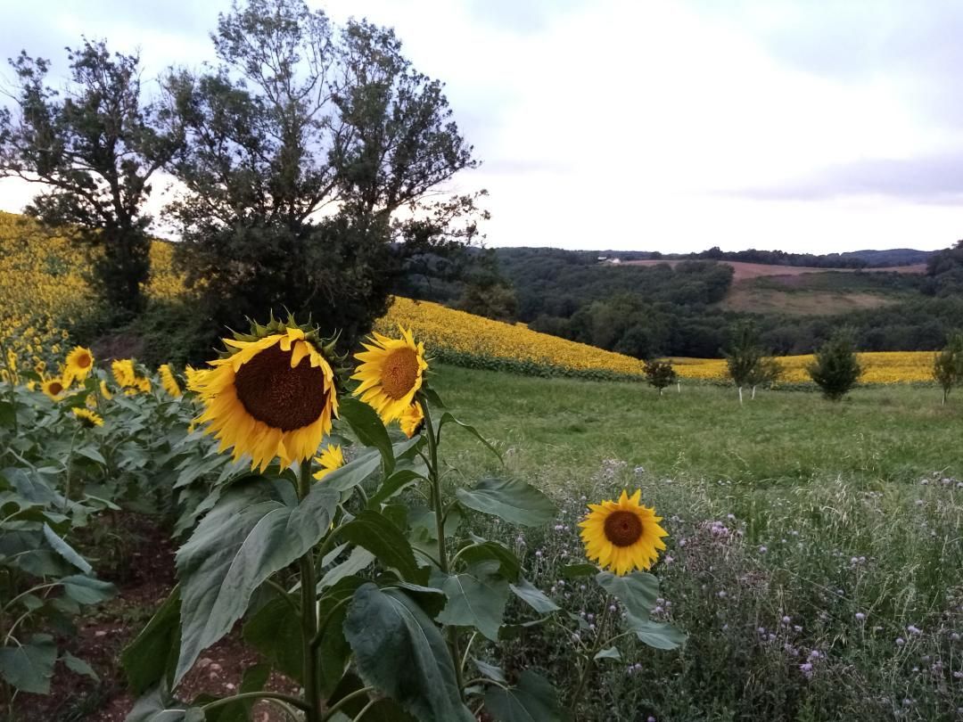 Des tournesols dans un champ verdoyant au coucher du soleil, avec des collines et des arbres en arrière-plan.
