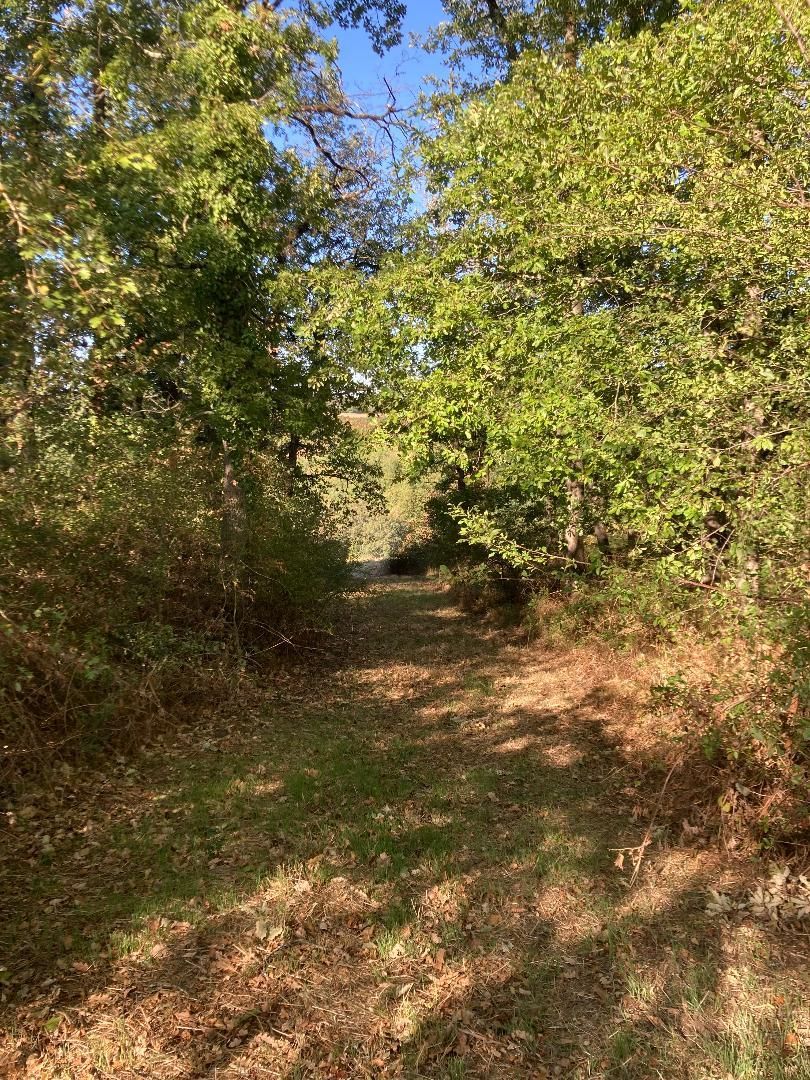 Chemin de terre boisé sous des arbres verdoyants, la lumière du soleil filtrant à travers les feuilles, ciel bleu devant.