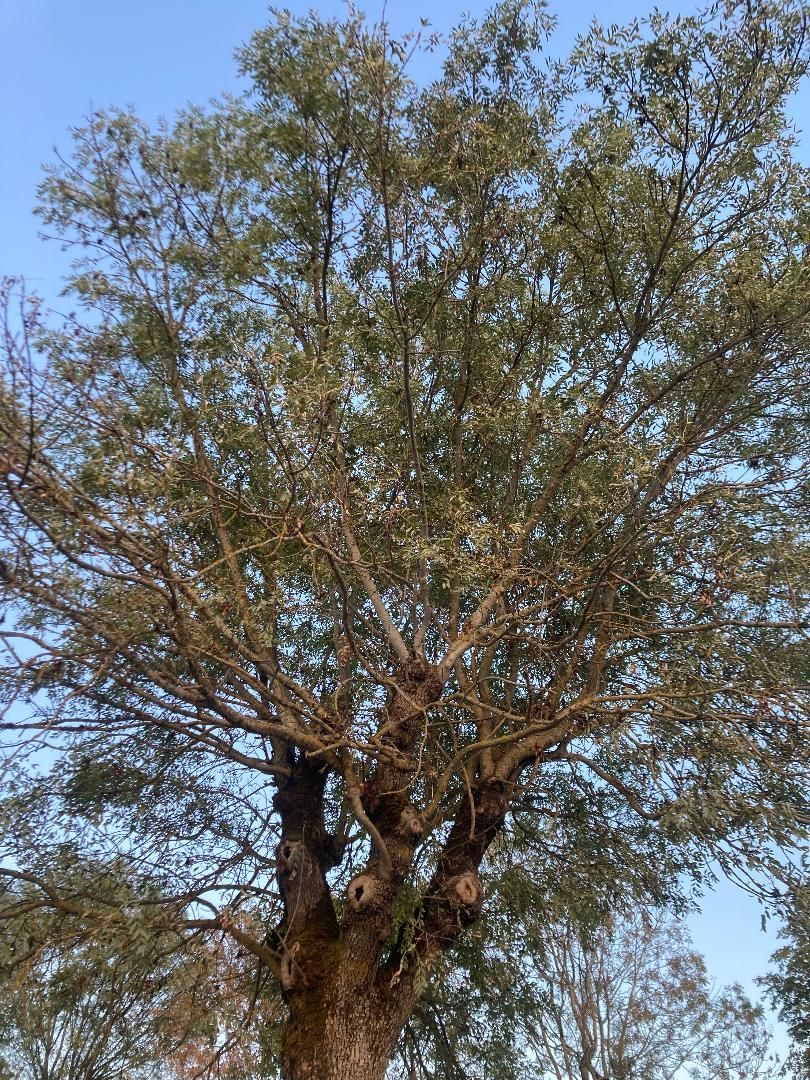Grand arbre au tronc épais et au feuillage vert clairsemé se détachant sur un ciel bleu.