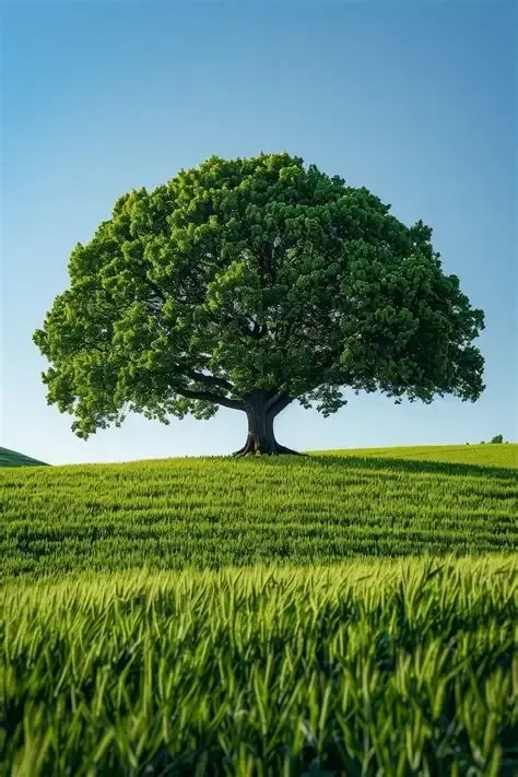 Un arbre vert solitaire dans un champ herbeux luxuriant sous un ciel bleu clair.