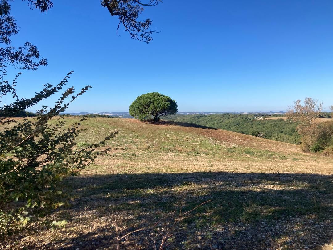 Champ ensoleillé à la campagne, avec un arbre solitaire à l'horizon et un ciel bleu au-dessus.
