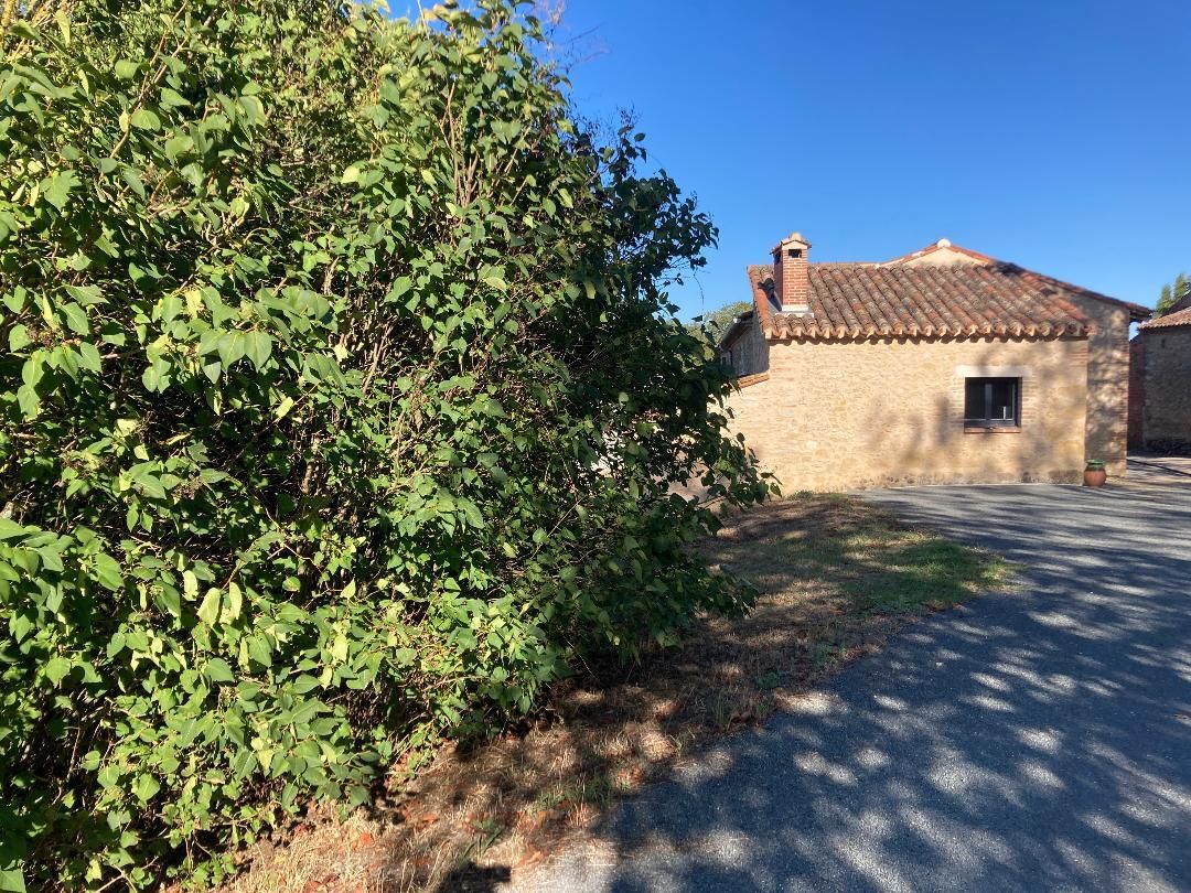 Maison en pierre avec un grand arbre.