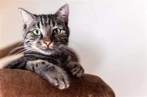 Chat tigré perché sur une chaise marron, regardant l'objectif, les pattes pendantes dans le vide.
