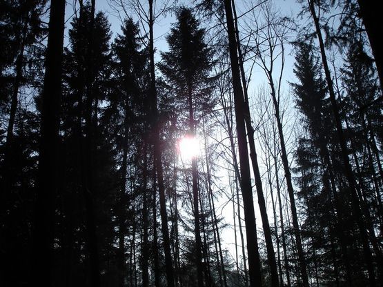Préparation et livraison de bois de feu vert ou sec