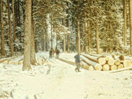 Métraux Entreprise Forestière Sàrl - bois de feu