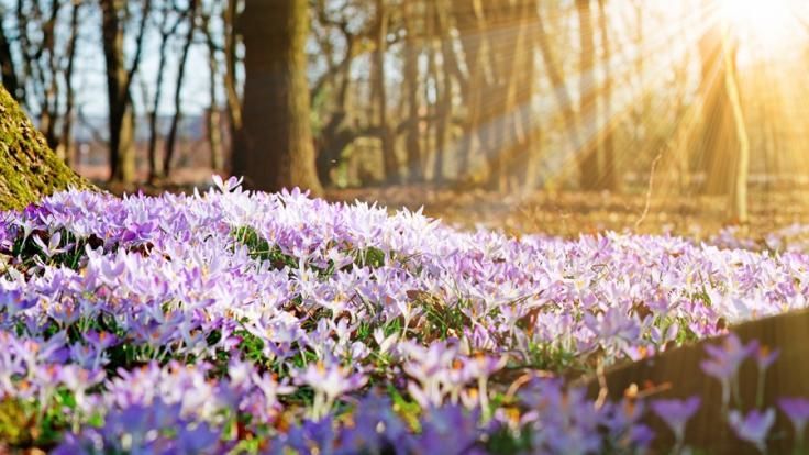 Lila Krokusblüten blühen in einem sonnigen Wald.