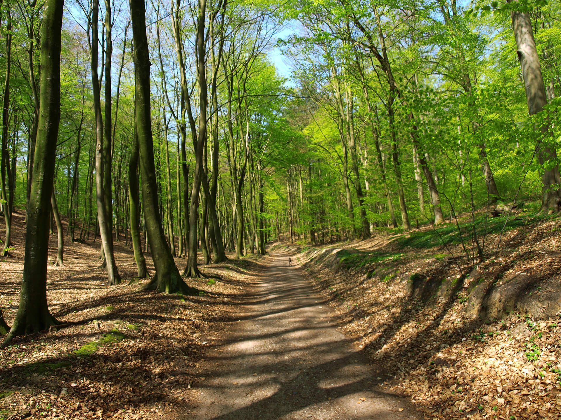 Feldweg, der sich durch einen sonnenbeschienenen Wald mit hohen Bäumen und frischen grünen Blättern schlängelt.